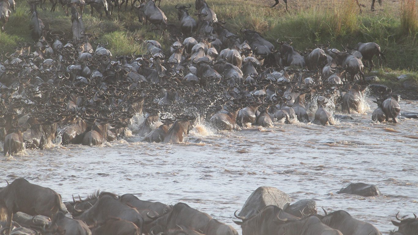 Blog Quênia e a Tanzânia: palcos da maior migração de animais do planeta