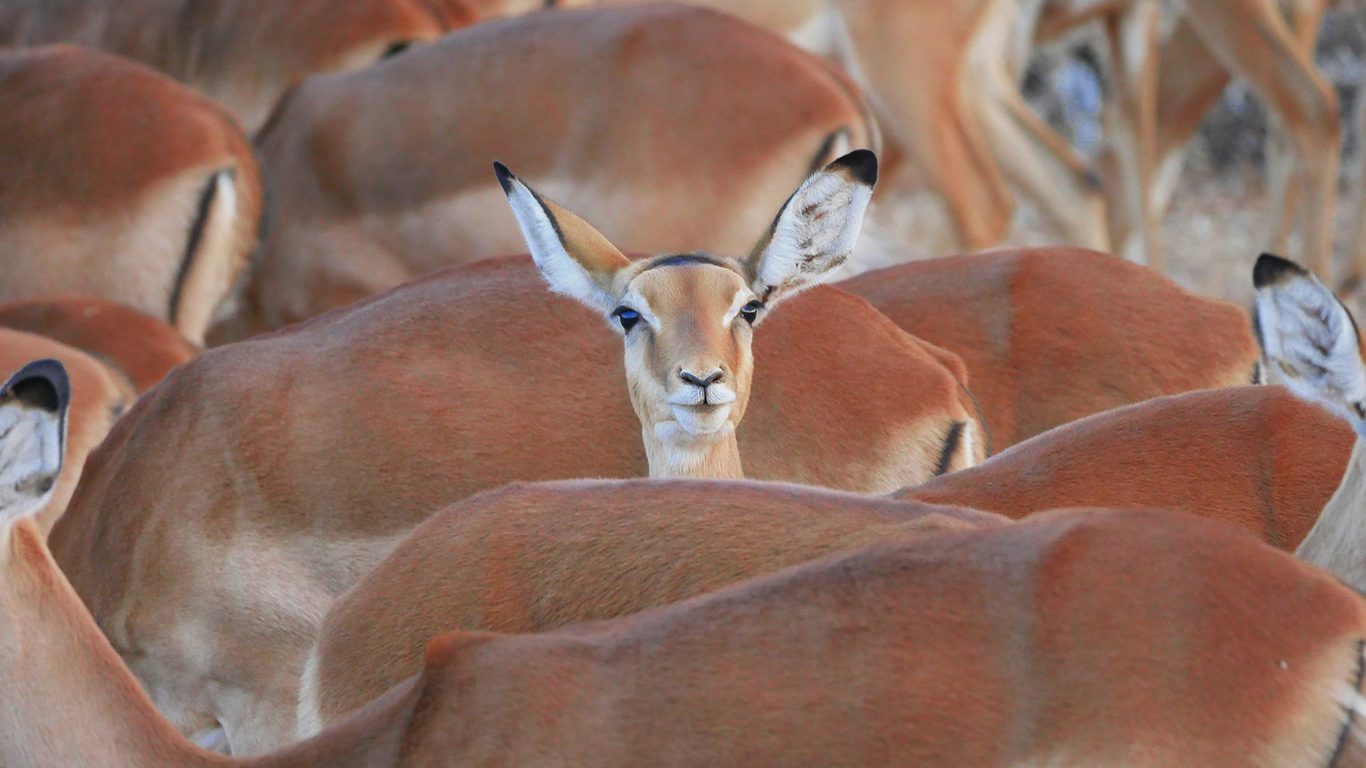 Blog Quênia e a Tanzânia: palcos da maior migração de animais do planeta