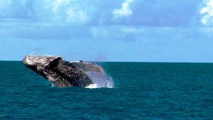 Dia do Professor - uma incrível jornada do conhecimento