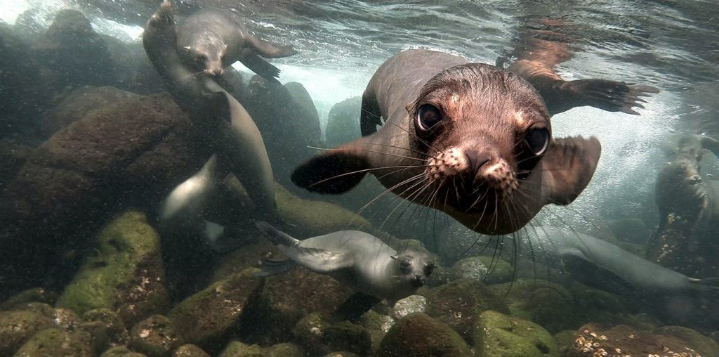Galápagos: um encontro irresistível entre natureza, história e ciência