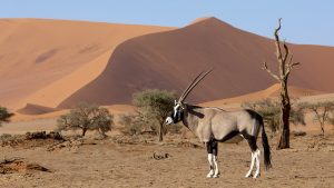 Namíbia: um dos países menos povoados do mundo guarda surpresas inesquecíveis