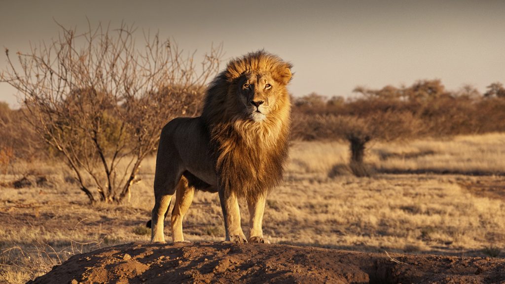 Namíbia: um dos países menos povoados do mundo guarda surpresas inesquecíveis