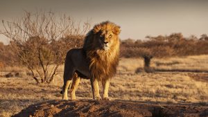 Namíbia: um dos países menos povoados do mundo guarda surpresas inesquecíveis