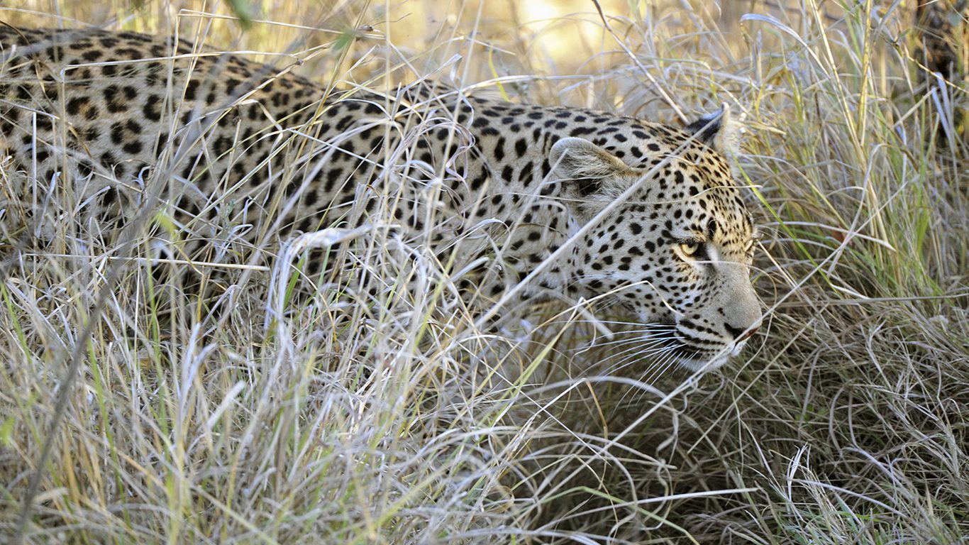 Botswana: A vida selvagem preservada sob leis rígidas