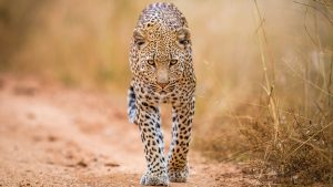 Conheça o Kruger Park, na África do Sul: um dos mais famosos do planeta