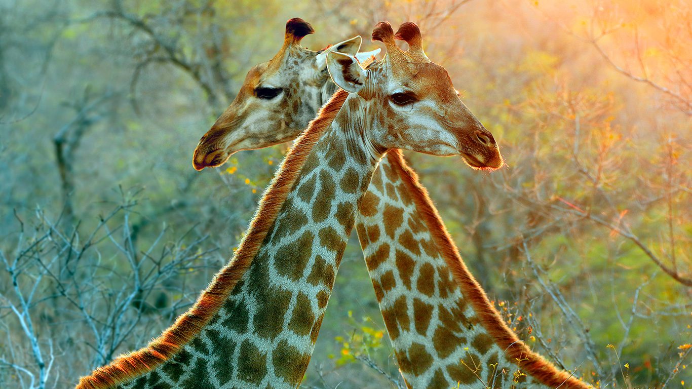 Conheça o Kruger Park, na África do Sul: um dos mais famosos do planeta