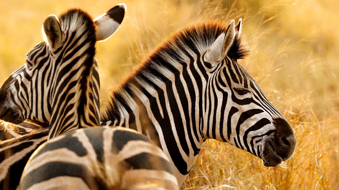 Conheça o Kruger Park, na África do Sul: um dos mais famosos do planeta