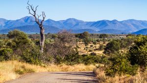 Conheça o Kruger Park, na África do Sul: um dos mais famosos do planeta