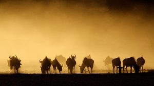 Conheça o Kruger Park, na África do Sul: um dos mais famosos do planeta