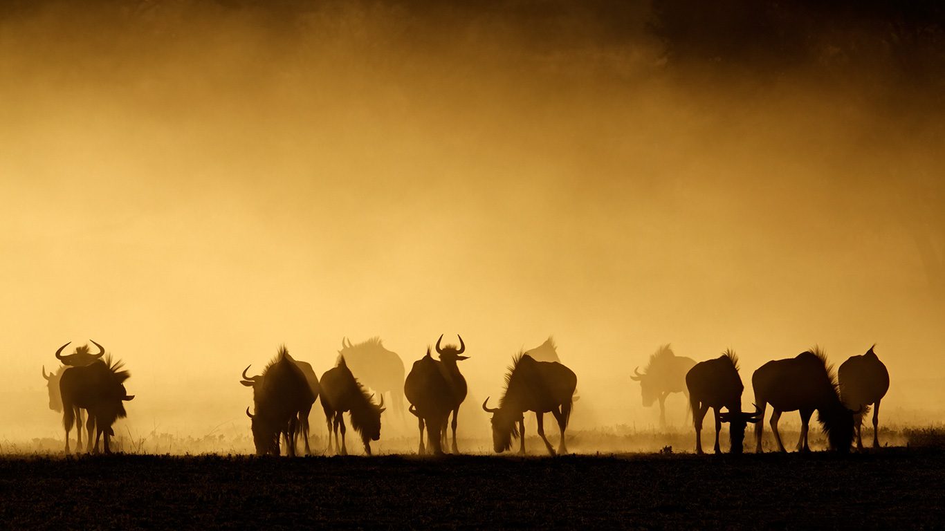 Conheça o Kruger Park, na África do Sul: um dos mais famosos do planeta