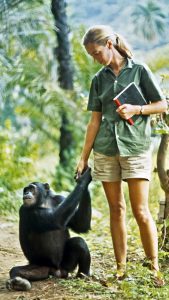 Jane Goodall: revoluções científicas, superações, lutas contra o preconceito e preservação dos Chimpanzés