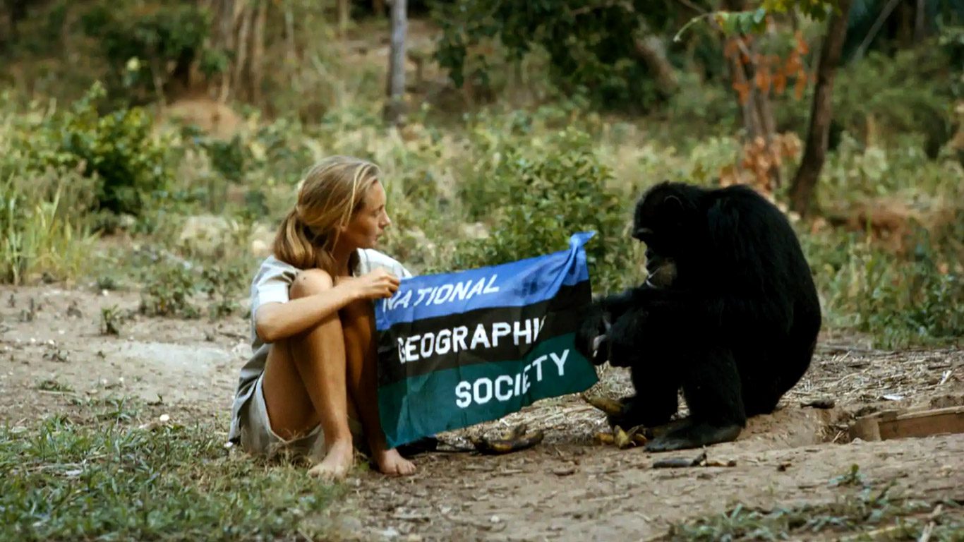 Jane Goodall: revoluções científicas, superações, lutas contra o preconceito e preservação dos Chimpanzés