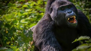 Parque Nacional Bwindi