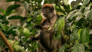 Parque Nacional da Floresta de Kibale
