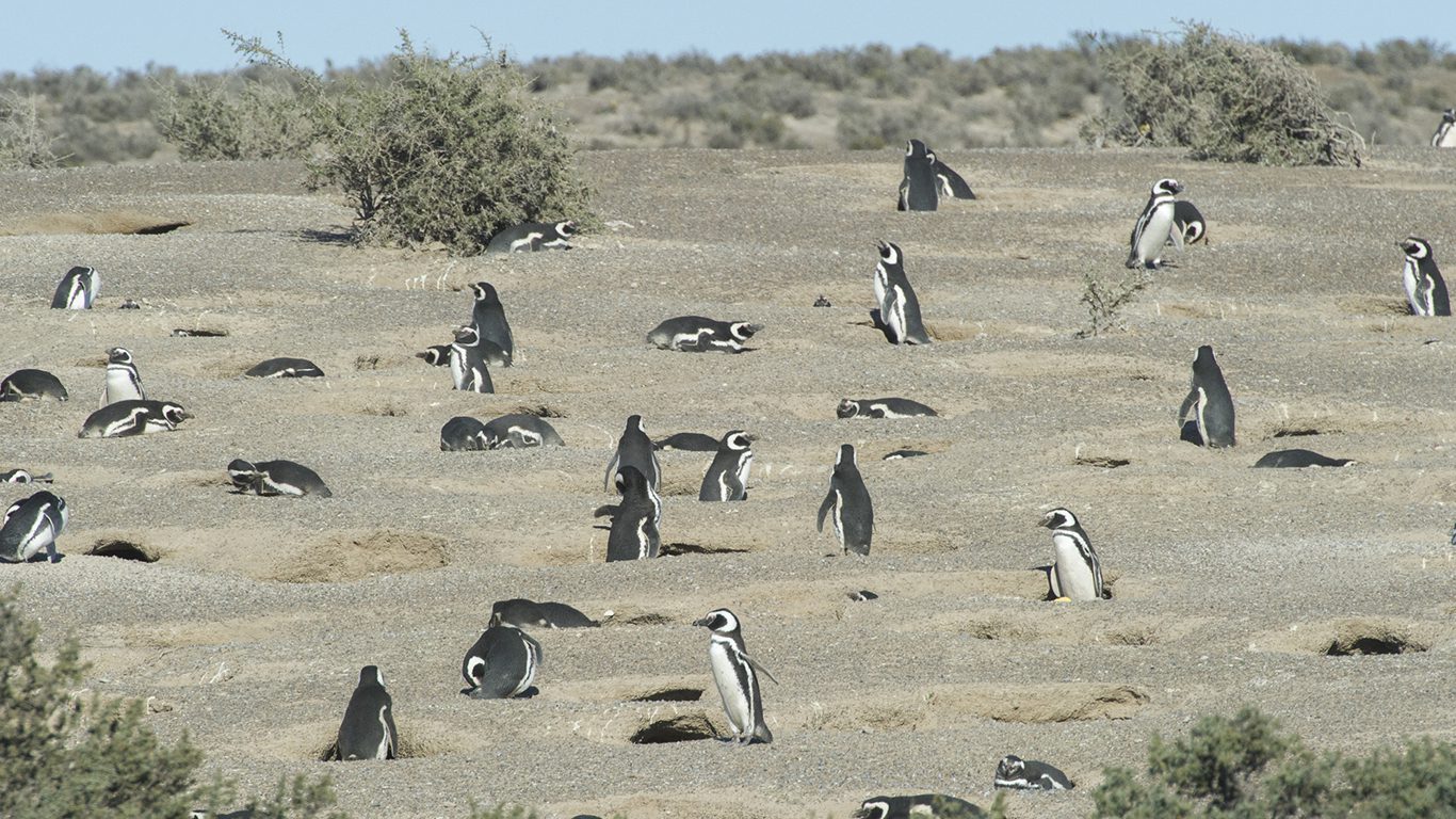 Embarque para conhecer a incrível vida marinha da Patagônia Argentina