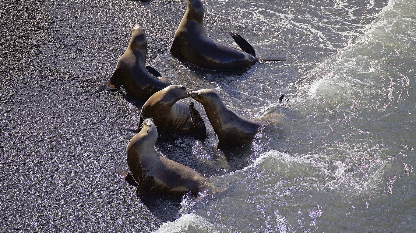 Embarque para conhecer a incrível vida marinha da Patagônia Argentina