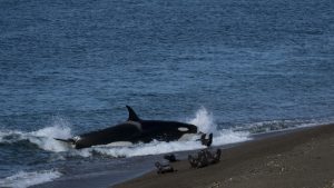 Embarque para conhecer a incrível vida marinha da Patagônia Argentina
