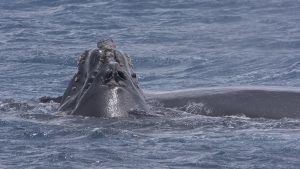 Embarque para conhecer a incrível vida marinha da Patagônia Argentina