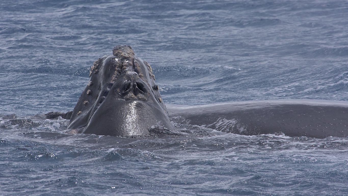 Embarque para conhecer a incrível vida marinha da Patagônia Argentina