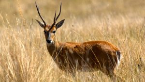 Blog Ambiental Turismo | Veado Campeiro