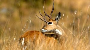 Blog Ambiental Turismo | Veado Campeiro