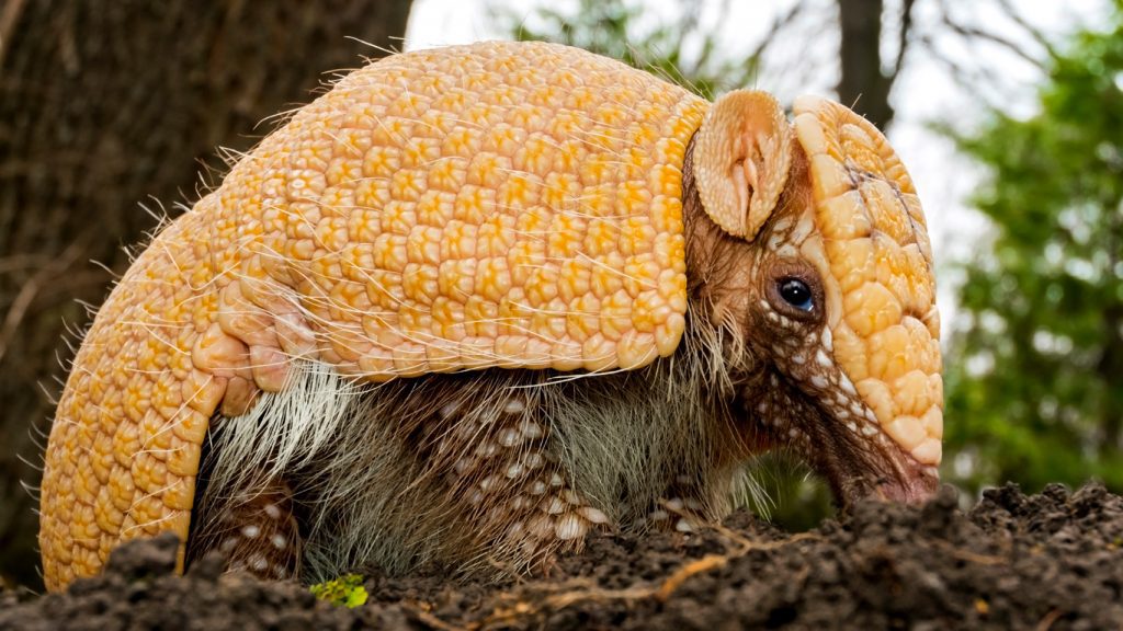 Blog Ambiental Turismo | Tatu-bola