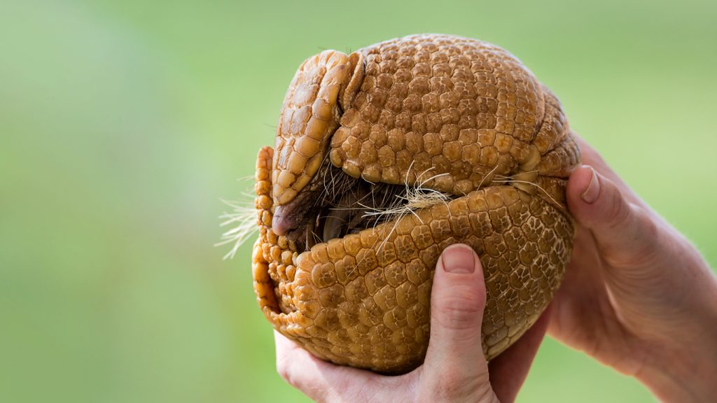 Blog Ambiental Turismo | Tatu-bola