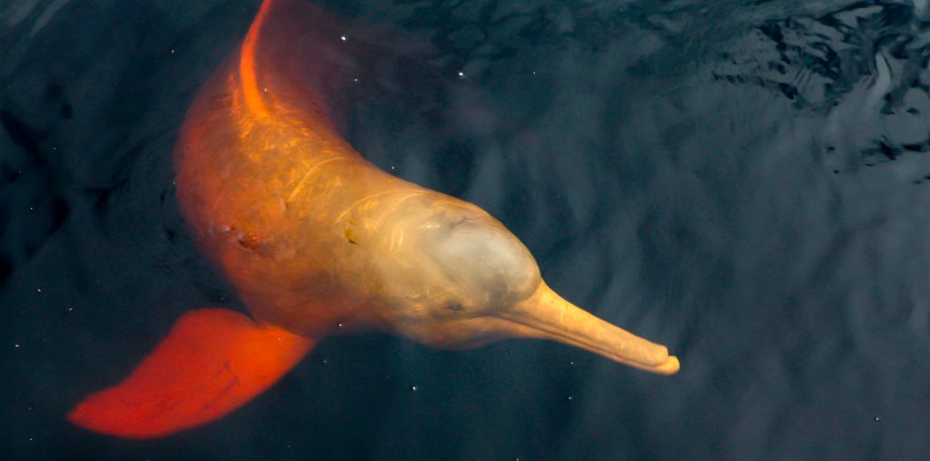 Blog Ambiental | Boto cor de rosa e as belezas da Amazônia