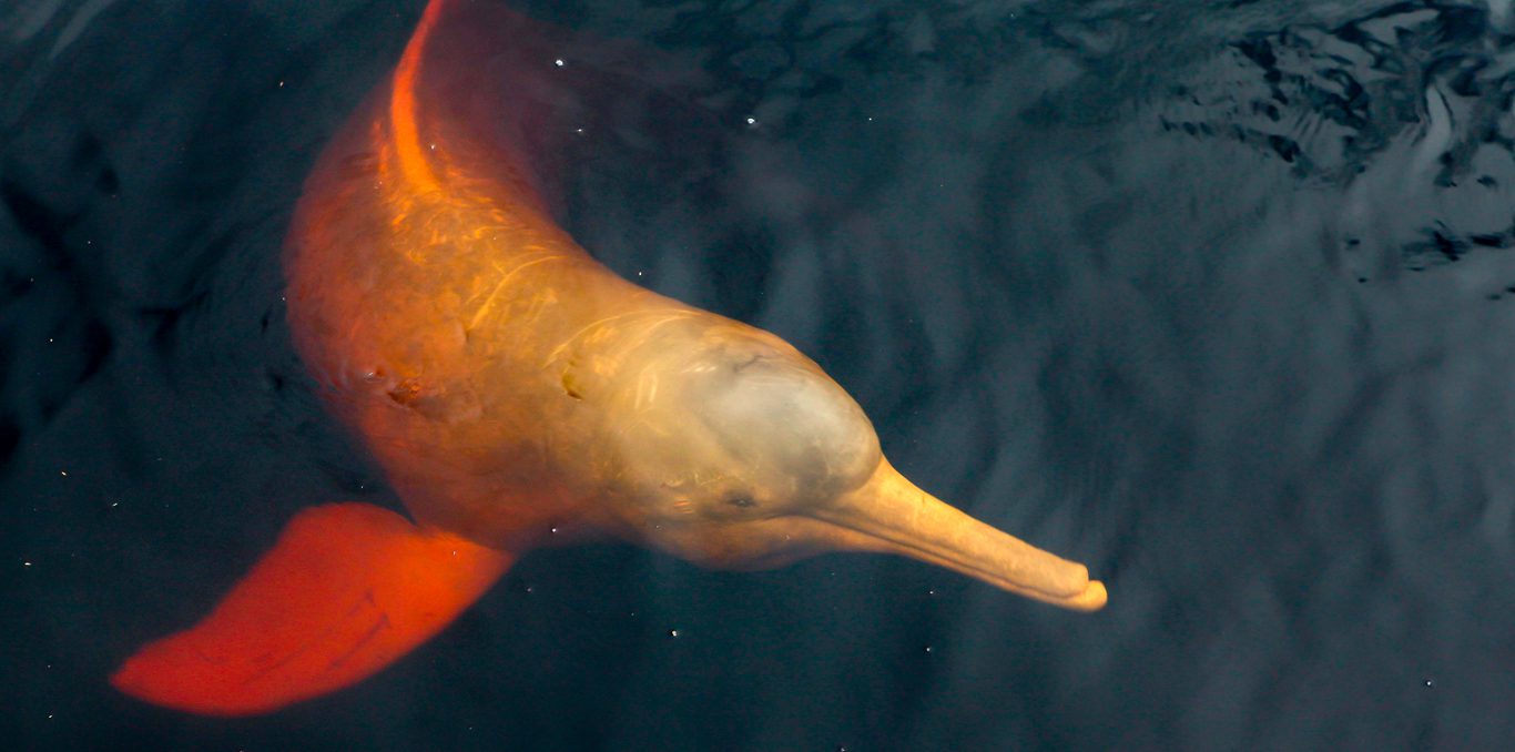 Blog Ambiental | Boto cor de rosa e as belezas da Amazônia