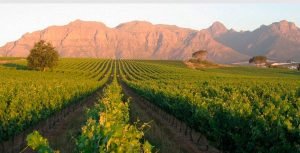 adegas na áfrica do sul