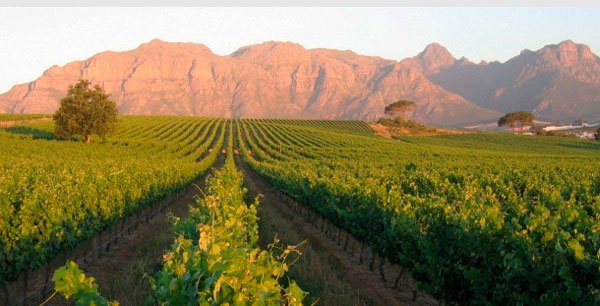 adegas na áfrica do sul