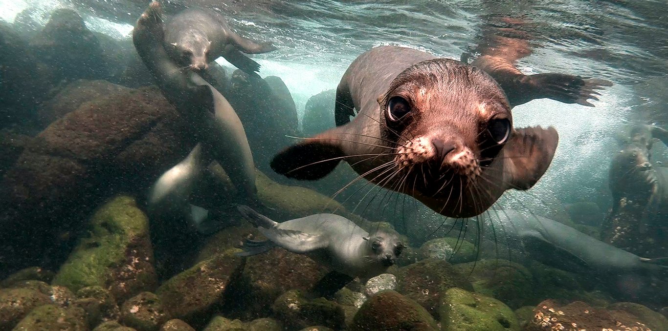 Galápagos: um encontro irresistível entre natureza, história e ciência
