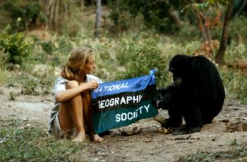 Jane Goodall: revoluções científicas, superações, lutas contra o preconceito e preservação dos Chipanzés