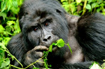 Uganda: o impressionante encontro com os Gorilas-das-Montanhas