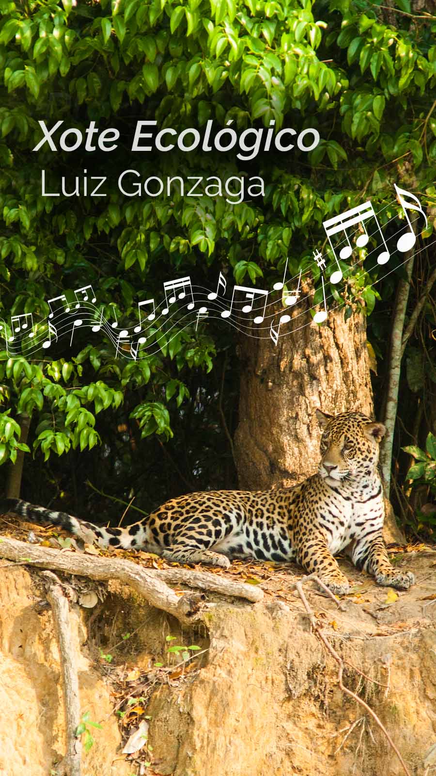 10 Músicas para se conectar com a Natureza Brasileira - Blog da