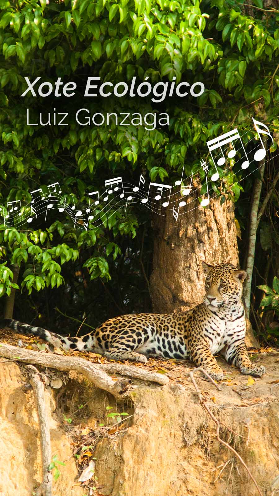 10 Músicas para se conectar com a Natureza Brasileira - Blog da Ambiental  Turismo